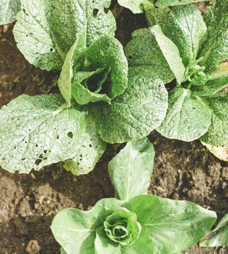 About farming03 free img